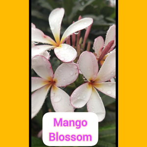 Mango Blossom